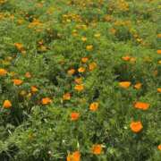 ヒメ日記 2025/06/24 22:57 投稿 こころ Number Five 品川（シンデレラグループ）