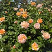 ヒメ日記 2025/06/28 19:58 投稿 こころ Number Five 品川（シンデレラグループ）