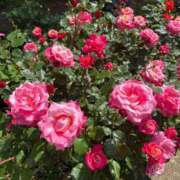 ヒメ日記 2025/08/14 16:22 投稿 こころ Number Five 品川（シンデレラグループ）