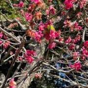 ヒメ日記 2026/01/14 17:57 投稿 こころ Number Five 品川（シンデレラグループ）