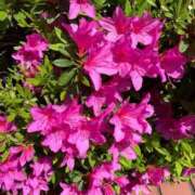 ヒメ日記 2025/04/27 18:03 投稿 よる 人妻㊙︎倶楽部