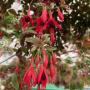 ヒメ日記 2025/04/29 14:02 投稿 よる 人妻㊙︎倶楽部