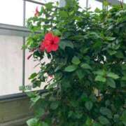 ヒメ日記 2025/04/29 14:09 投稿 よる 人妻㊙︎倶楽部