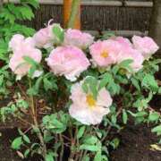 ヒメ日記 2025/05/01 18:22 投稿 よる 人妻㊙︎倶楽部