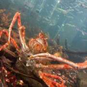 ヒメ日記 2025/10/22 18:33 投稿 宝月　ひかる マダム美林　札幌店