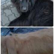 ヒメ日記 2025/10/12 18:48 投稿 しずく チューリップ土浦店