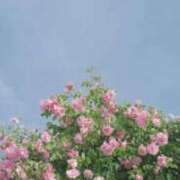 ヒメ日記 2025/09/12 19:21 投稿 一ノ瀬　ゆき ナディア（奈良）