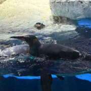 ヒメ日記 2025/09/27 18:38 投稿 はづき ニューハーフヘルスSURPRISE ONE十三店