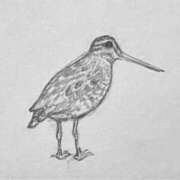 ここあ 本日15時〜🐥 SOPHIA（ソフィア）