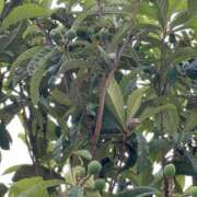 ヒメ日記 2025/05/24 10:30 投稿 きょうか 熟女の風俗最終章 蒲田店