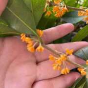 ヒメ日記 2025/10/19 19:20 投稿 きょうか 熟女の風俗最終章 蒲田店