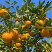 ヒメ日記 2025/11/17 00:20 投稿 きょうか 熟女の風俗最終章 蒲田店