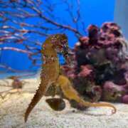 ヒメ日記 2025/12/11 12:31 投稿 きょうか 熟女の風俗最終章 蒲田店