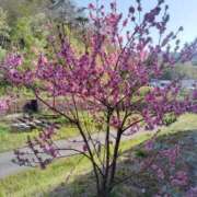 ヒメ日記 2025/05/06 13:11 投稿 (スタン)黒木えみ/地元出身 風俗イキタイいわき店