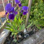 きょうこ いちにちめ 小田原人妻城