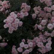 ヒメ日記 2025/07/07 22:41 投稿 スモモ ピンクコレクション大阪