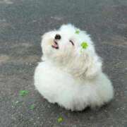 ヒメ日記 2026/01/22 16:31 投稿 スモモ ピンクコレクション大阪