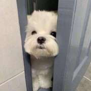 ヒメ日記 2026/01/31 04:51 投稿 スモモ ピンクコレクション大阪