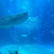 ヒメ日記 2025/06/13 00:56 投稿 スモモ ピンクコレクション大阪キタ店