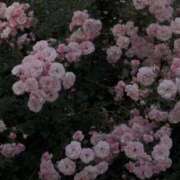 ヒメ日記 2025/07/25 22:04 投稿 スモモ ピンクコレクション大阪キタ店