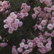 ヒメ日記 2025/10/13 23:24 投稿 スモモ ピンクコレクション大阪キタ店