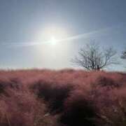 ヒメ日記 2025/11/08 02:19 投稿 スモモ ピンクコレクション大阪キタ店