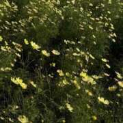 ヒメ日記 2025/11/09 01:32 投稿 スモモ ピンクコレクション大阪キタ店