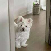 ヒメ日記 2026/01/10 17:49 投稿 スモモ ピンクコレクション大阪キタ店