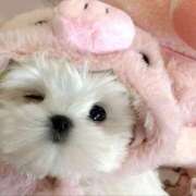 ヒメ日記 2026/01/17 03:33 投稿 スモモ ピンクコレクション大阪キタ店