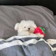 ヒメ日記 2026/01/23 21:13 投稿 スモモ ピンクコレクション大阪キタ店