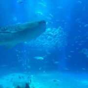 ヒメ日記 2025/06/13 00:56 投稿 スモモ ピンクコレクション尼崎店