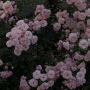 ヒメ日記 2025/07/07 22:42 投稿 スモモ ピンクコレクション尼崎店