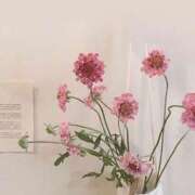 ヒメ日記 2025/09/06 23:02 投稿 スモモ ピンクコレクション尼崎店