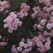 ヒメ日記 2025/10/13 23:17 投稿 スモモ ピンクコレクション尼崎店