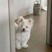 ヒメ日記 2026/01/10 17:52 投稿 スモモ ピンクコレクション尼崎店