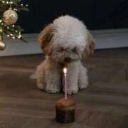 ヒメ日記 2026/01/15 04:52 投稿 スモモ ピンクコレクション尼崎店