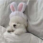 ヒメ日記 2026/01/18 20:52 投稿 スモモ ピンクコレクション尼崎店