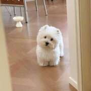 ヒメ日記 2026/01/28 21:42 投稿 スモモ ピンクコレクション尼崎店