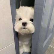 ヒメ日記 2026/01/31 04:52 投稿 スモモ ピンクコレクション尼崎店