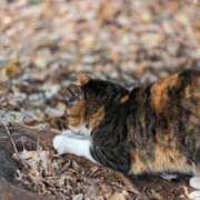 ヒメ日記 2025/12/10 14:48 投稿 高倉あや セカンドパートナー