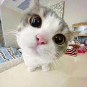 ヒメ日記 2025/05/02 01:27 投稿 なつ ちゃんこ本厚木店