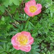 ヒメ日記 2025/04/29 18:32 投稿 わかこ(昭和38年生まれ) 熟年カップル名古屋～生電話からの営み～