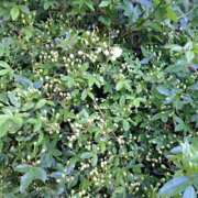 ヒメ日記 2026/04/03 15:06 投稿 わかこ(昭和38年生まれ) 熟年カップル名古屋～生電話からの営み～