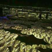 ヒメ日記 2025/11/15 11:08 投稿 まいか 新妻物語