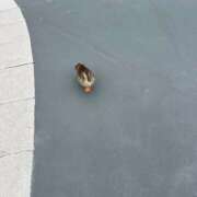 ヒメ日記 2025/05/18 08:35 投稿 みしな♪ プリティーガール