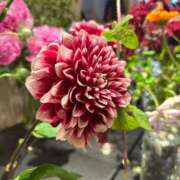 ヒメ日記 2025/05/18 13:20 投稿 ゆず（新人割引5/10まで） ウルトラグレイス24