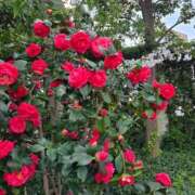 ヒメ日記 2025/04/30 05:14 投稿 さき 小岩人妻花壇