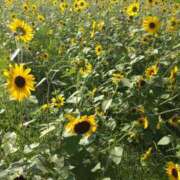 ヒメ日記 2025/06/05 20:42 投稿 さき 小岩人妻花壇