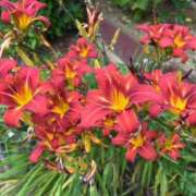 ヒメ日記 2025/06/09 18:40 投稿 さき 小岩人妻花壇