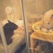 ヒメ日記 2025/08/31 22:32 投稿 ひかる 完熟ばなな札幌・すすきの